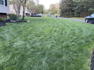 green lawn