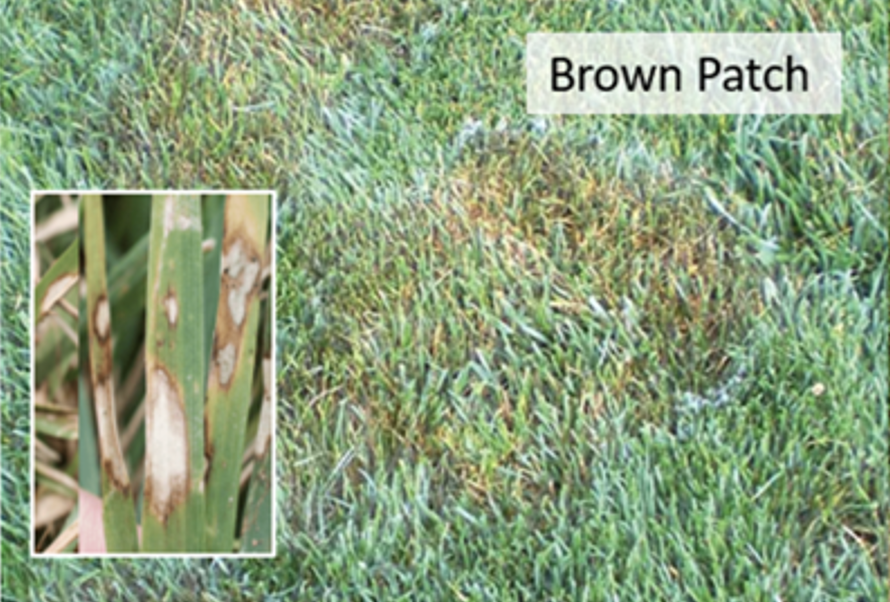 Brown Patch