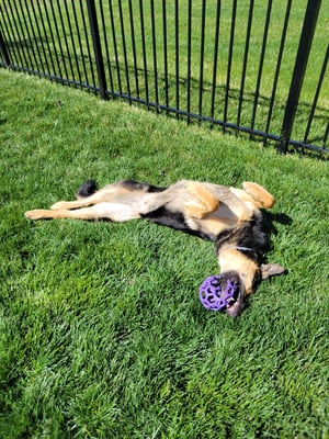 dog laying in coatesvill pa lawn