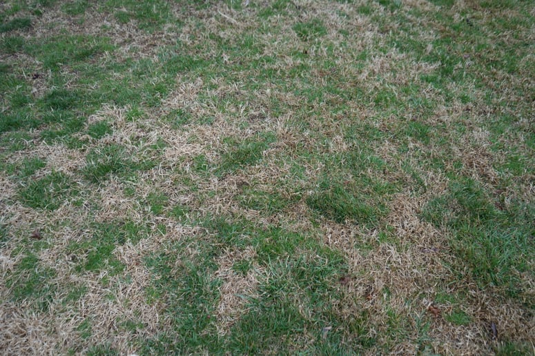 DSC04429