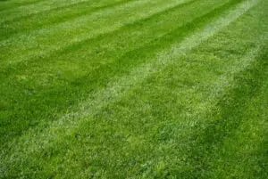 Professional Lawn Care Services vs Sunday Lawn Care