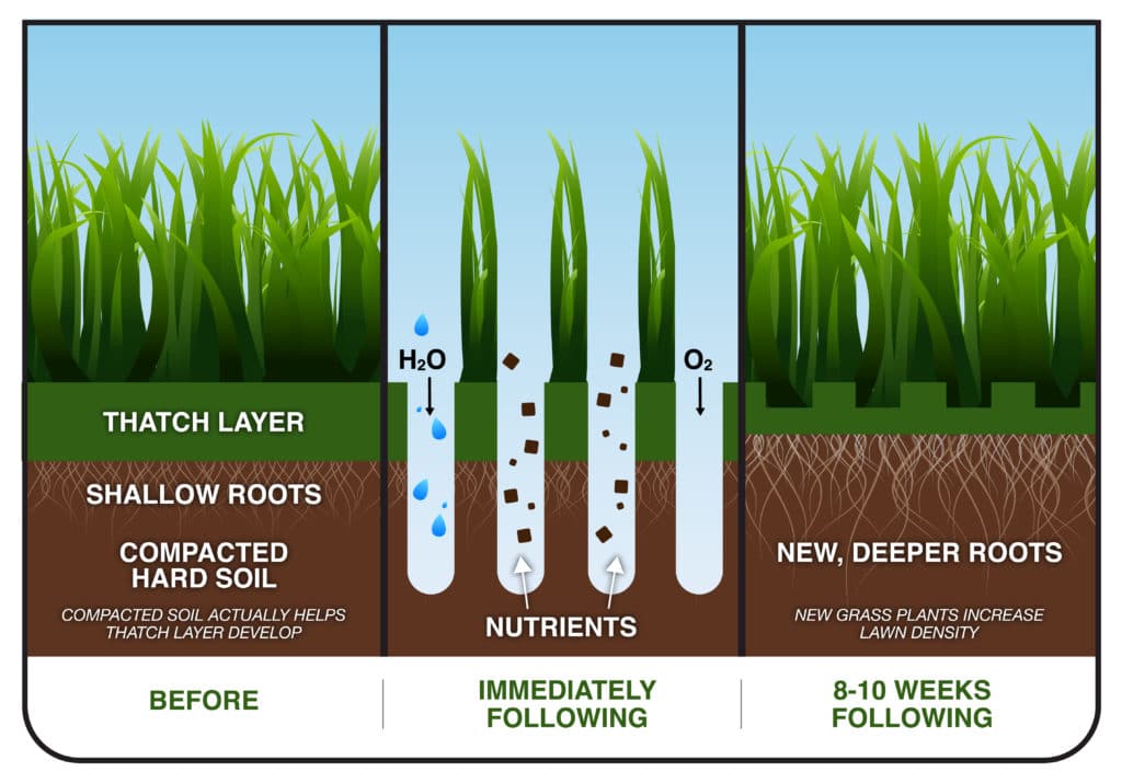 aeration and overseeding