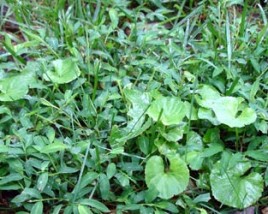 How Weeds Get Into Your Lawn