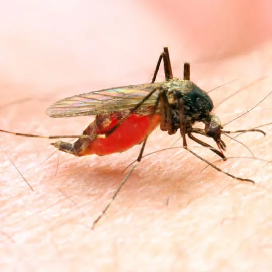 Mosquito feeding