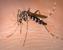 Asian Tiger Mosquito