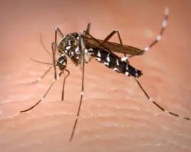 Mosquito on skin