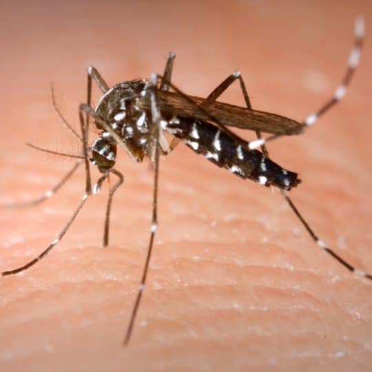 homemade mosquito repellents