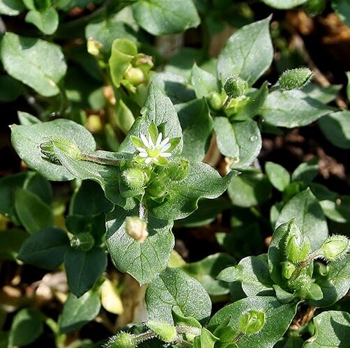 Chickweed