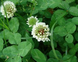 Clover