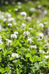 Clover - weed