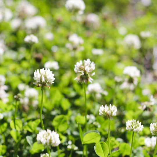 Clover - weed