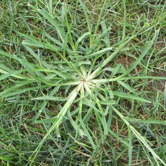 Crabgrass outlet