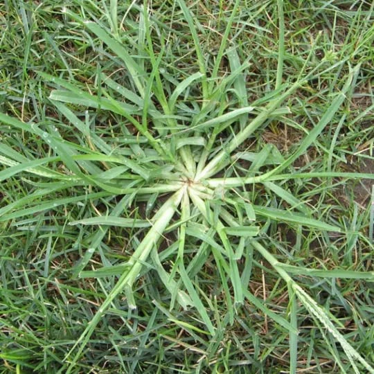 crabgrass