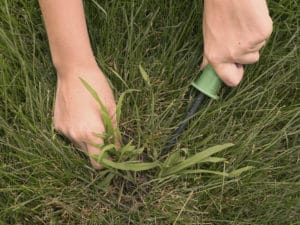 Crabgrass or Goosegrass?