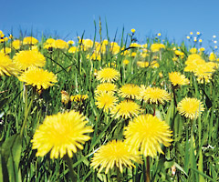 Dandelions