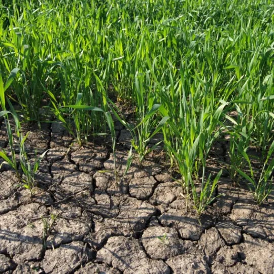 Grass drought