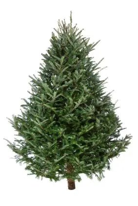 Evergreen Christmas Tree