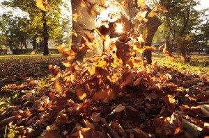 Fall Lawn Care