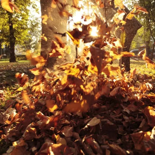 Your Fall Lawn Care Guide