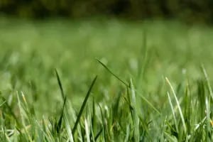 lawn care