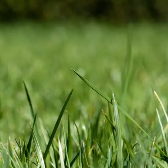 Green spring 2025 lawn care