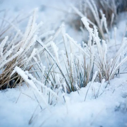 Frost on grass