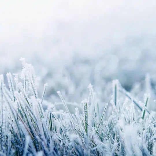 Frost on Lawn