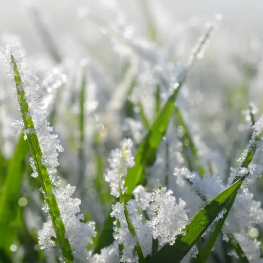 Frozen lawn