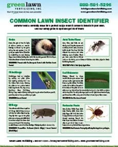 GLF-Lawn-Insect-Guide-230x286