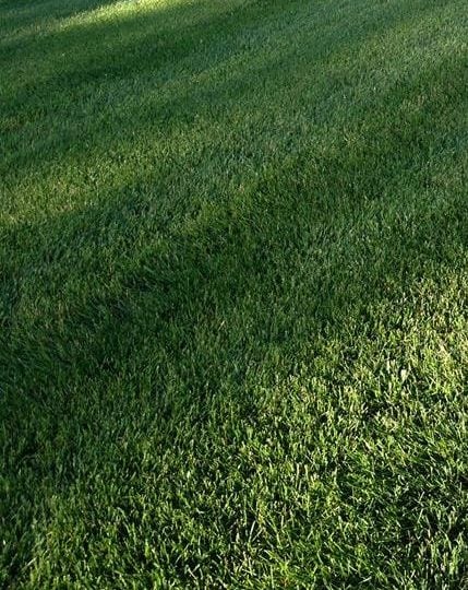 Regular mowing