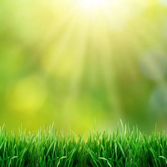 TruGreen vs Lawn Doctor