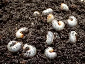 Grubs