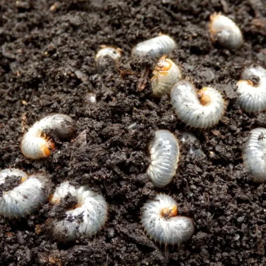 What Is Spring Grub Treatment and When Should It Be Done