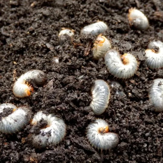signs of grub on lawn