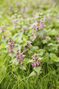 Henbit Purple Nettle - lawn weed