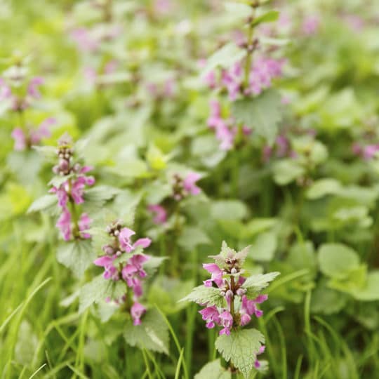 Henbit Purple Nettle - lawn weed