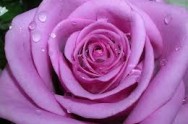 Lavender Rose