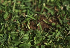 Lawn Ants