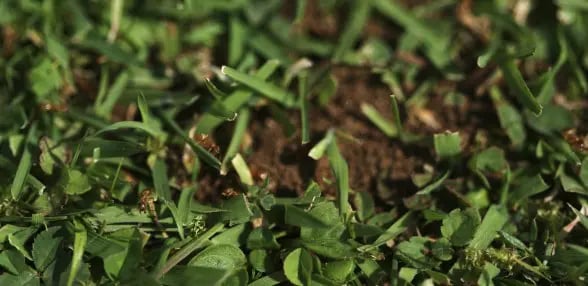 Lawn Ants
