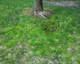 Lawn Moss