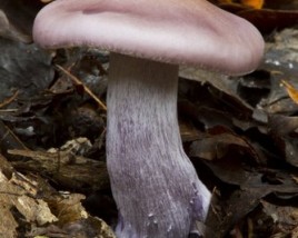 Lawn Mushrooms on leaves