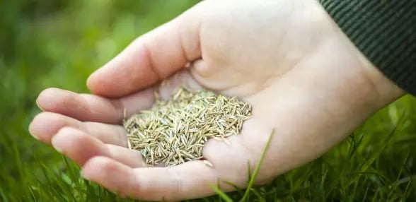 Lawn-Seeding-588x286