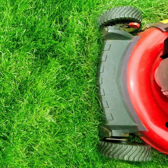 Cut grass shop