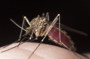 two species of mosquitoes, A. albopictus and A. aegypti, that are extrinsic hosts (vectors) of chikungunya virus