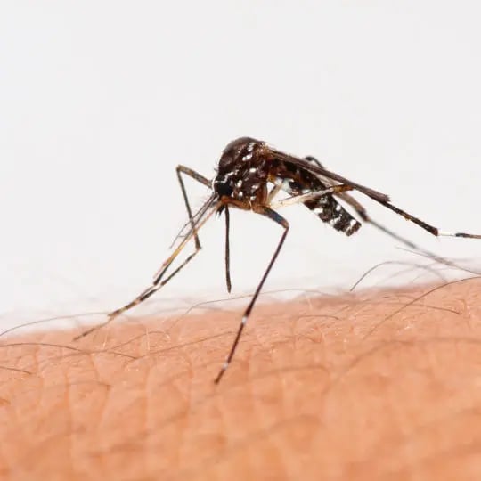 Mosquito