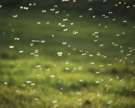 Mosquitos swarming