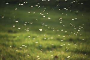 The best means of prevention is overall mosquito control and in addition, the avoidance of bites by any infected mosquitoes.