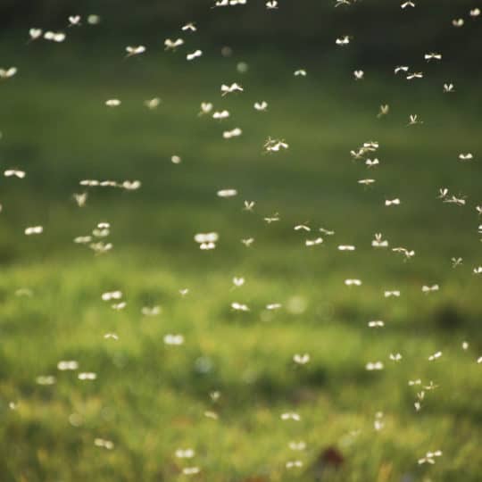 Mosquito swarming on lawn