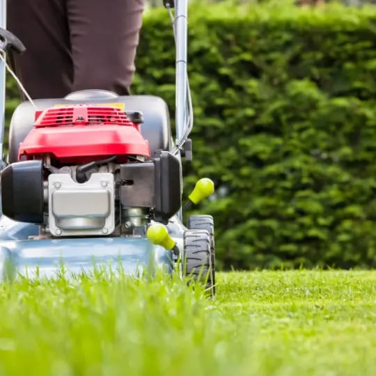 lawn mower mowing grass after overseeding
