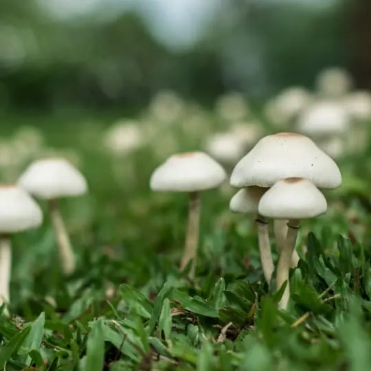 Mushrooms